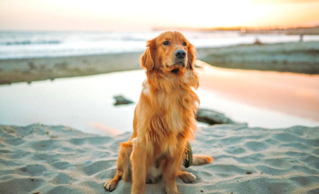 Idyllic Cornish Cottage, Superking Bed, Private Garden Dogs Welcome Truro Exteriér fotografie