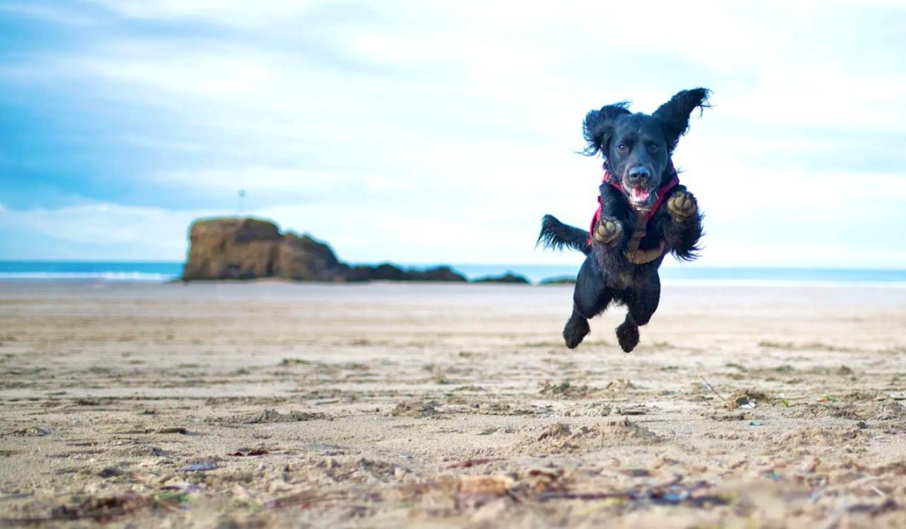 Idyllic Cornish Cottage, Superking Bed, Private Garden Dogs Welcome Truro Exteriér fotografie